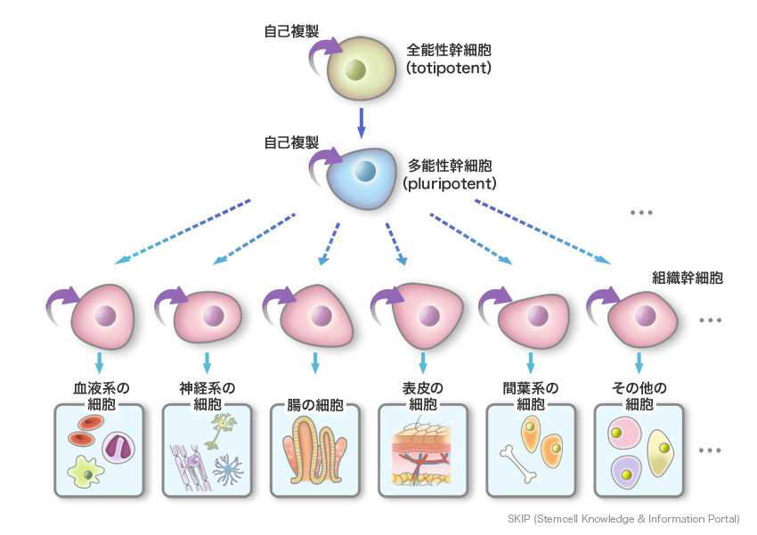 幹細胞上清療法 (Stem Cell Conditioned Media therapy)